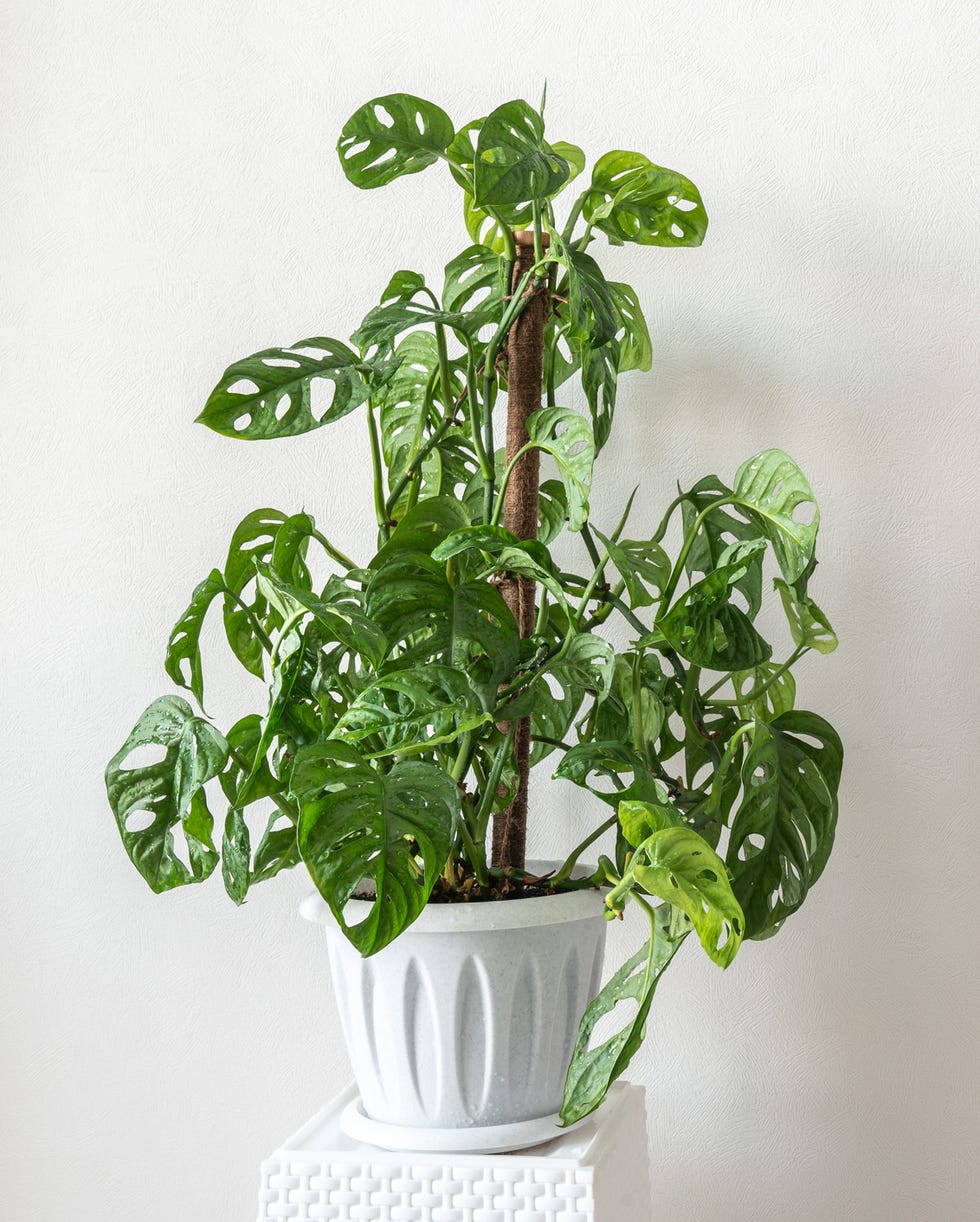 best vining plant monstera adonsoni