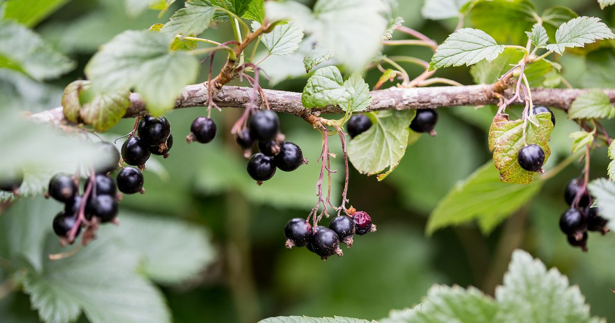 Tips about how you can Develop Blackcurrants | BBC Gardeners World Journal