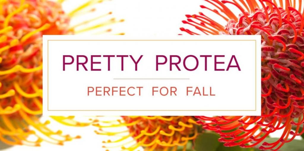 Autumn Protea Decor