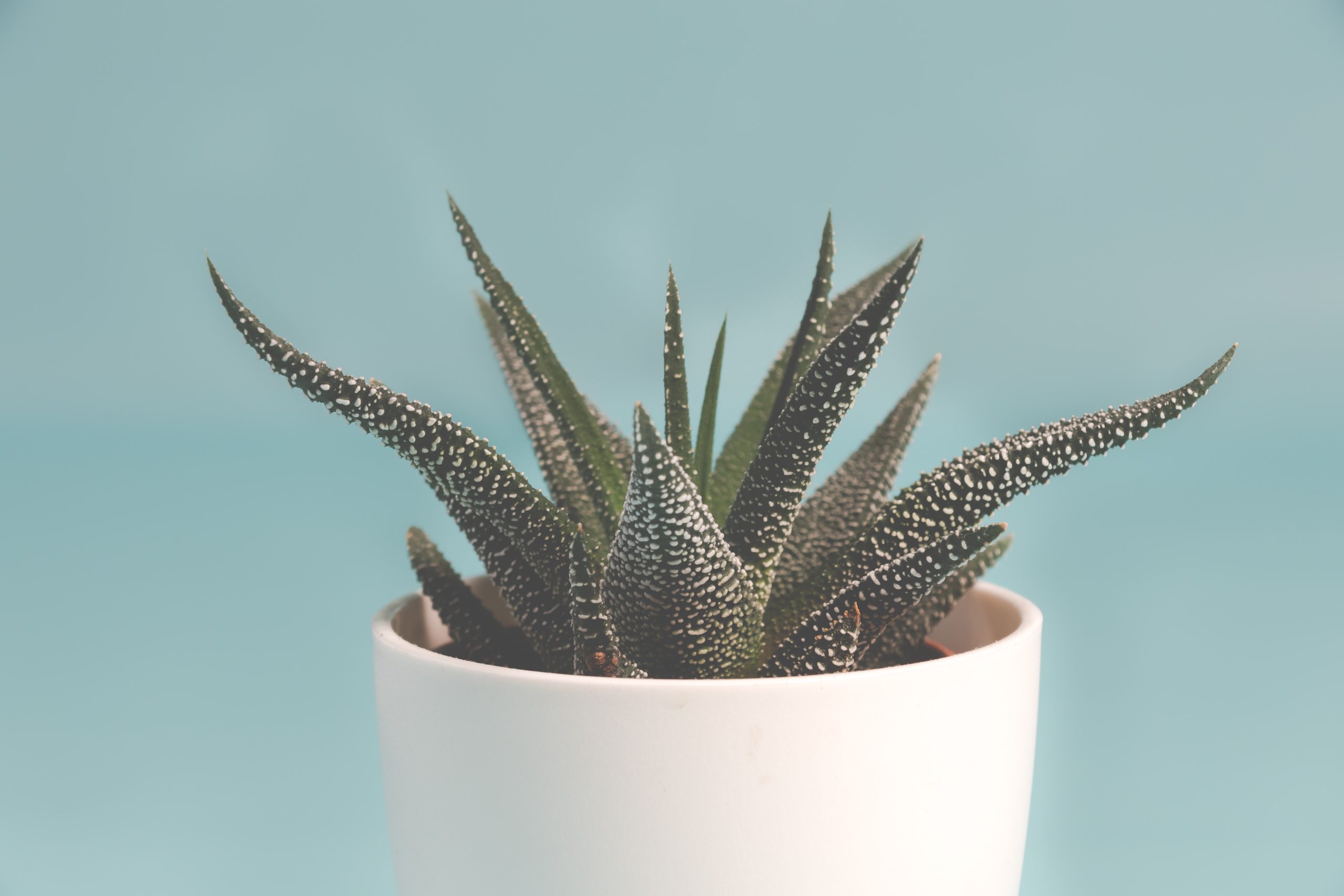 The Wonderful Indoor Vegetation for People with Black Thumbs