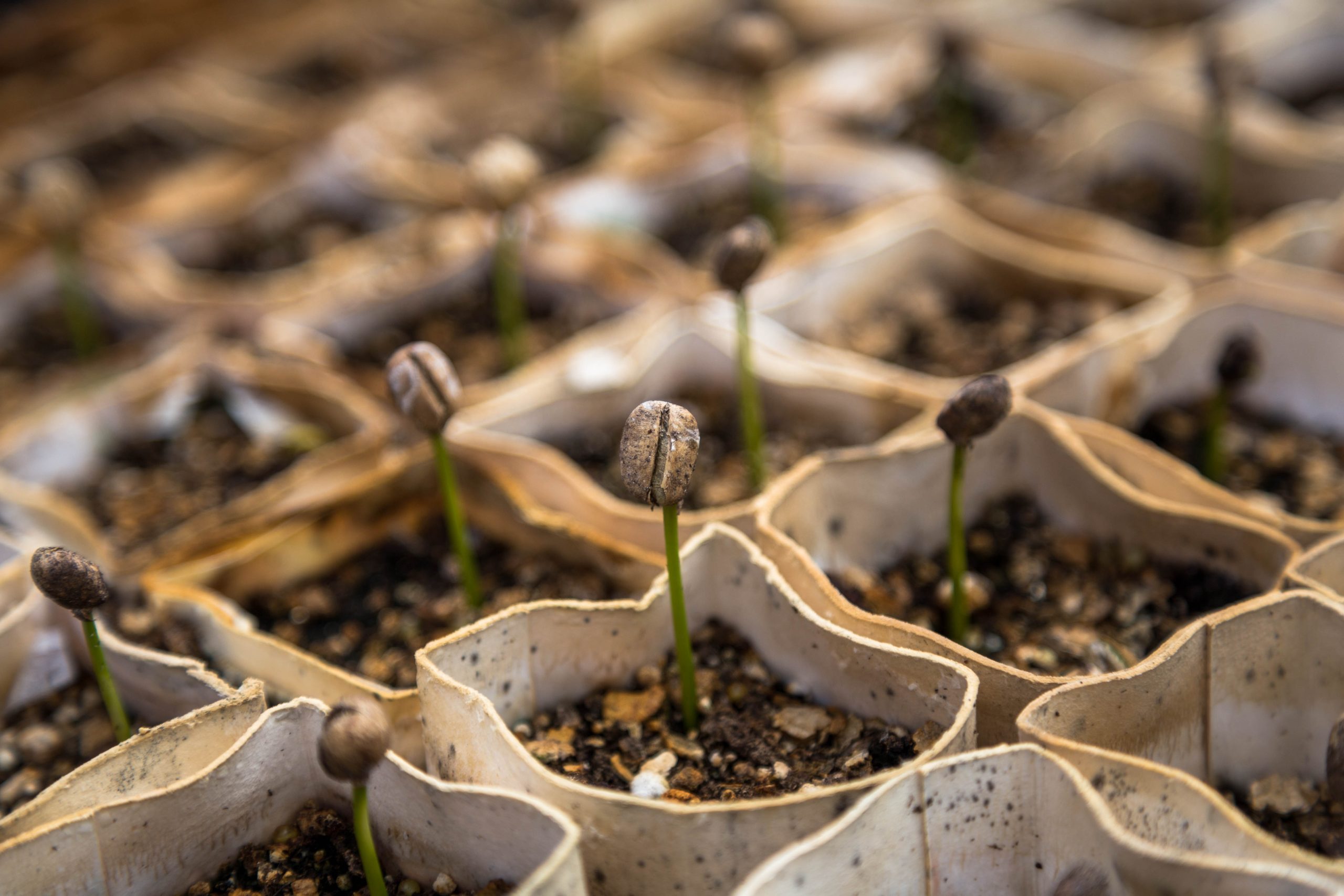 One of the simplest ways to Wake Your Yard from Its Prolonged Winter Nap