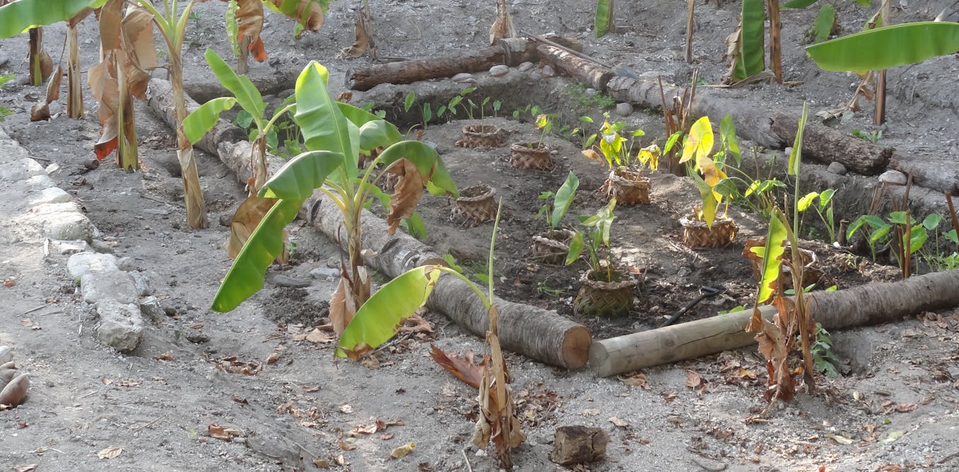 How meals gardens based totally on standard apply can improve effectively being throughout the Pacific