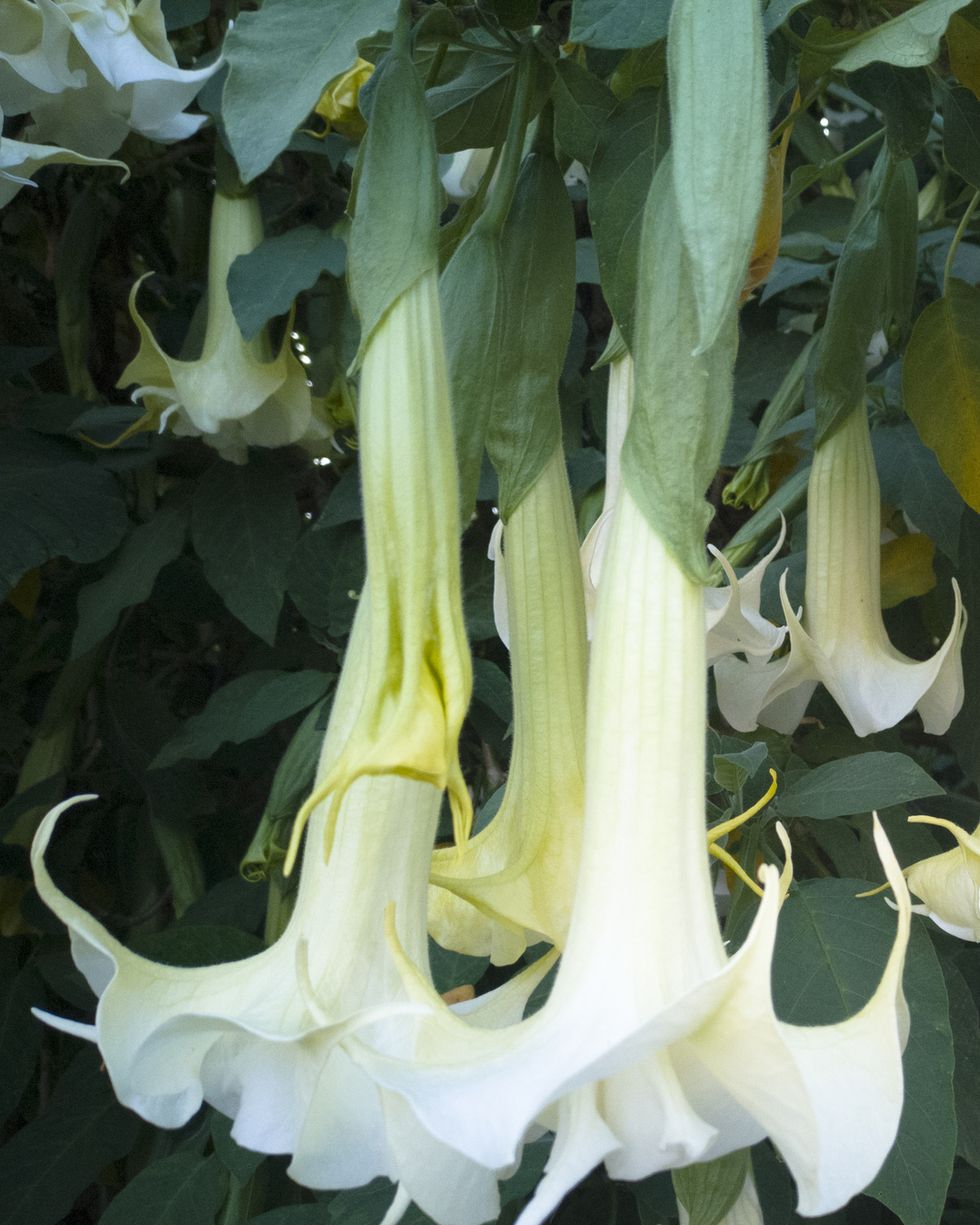 brugmansia called angels trumpet