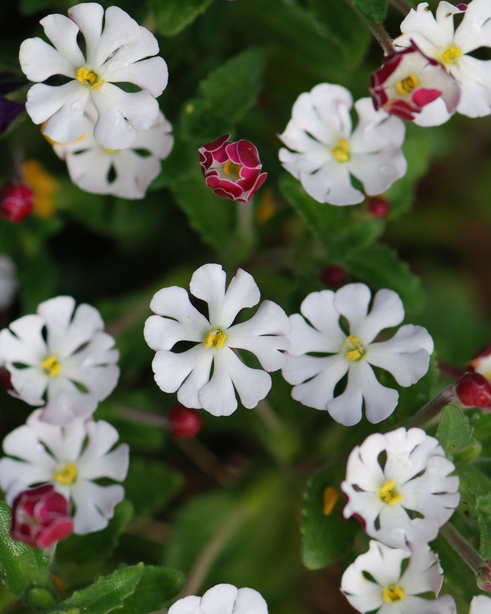 zaluzianskya ovata