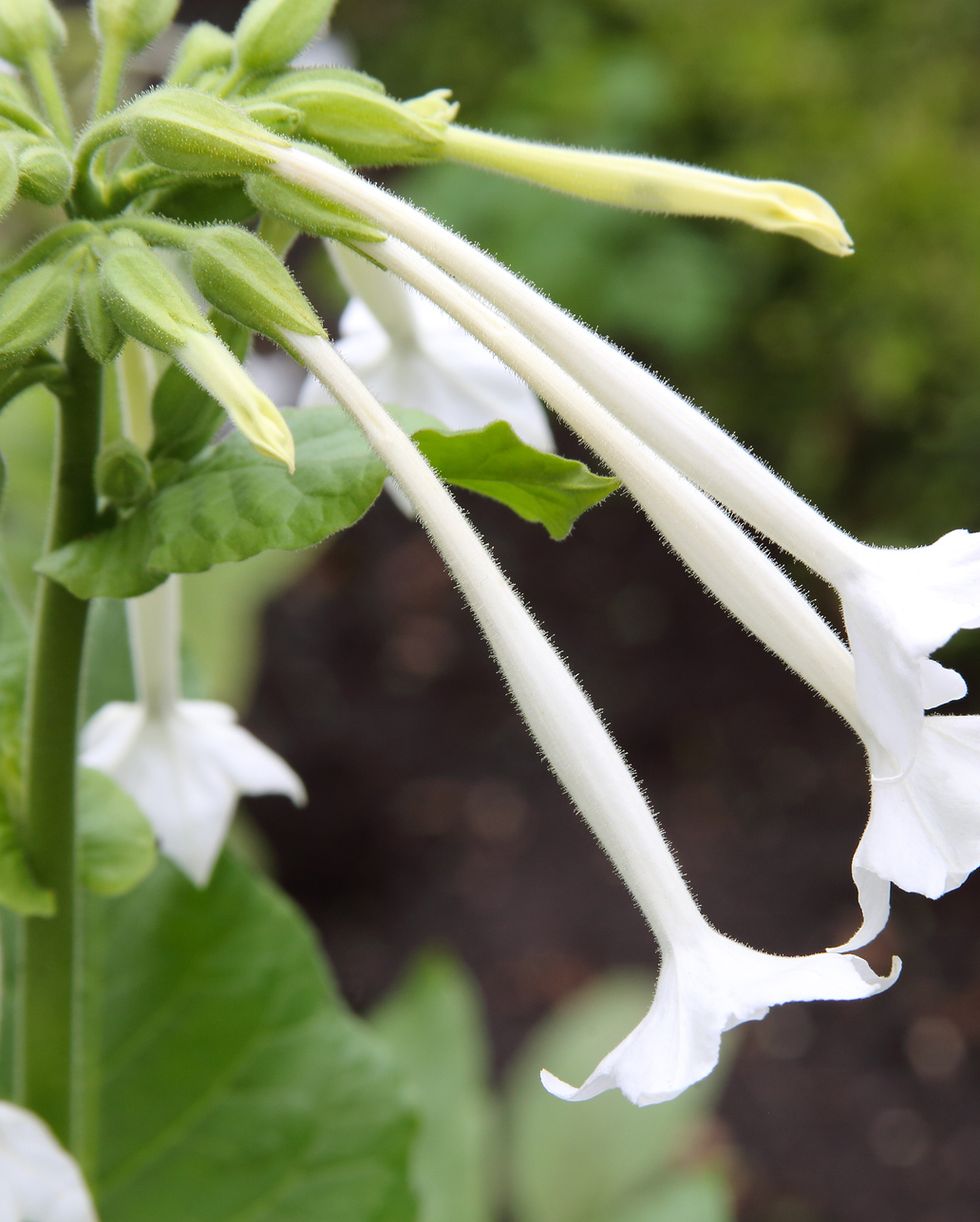 white flowers of tobacco plant, nicotiana sylvestris, in garden