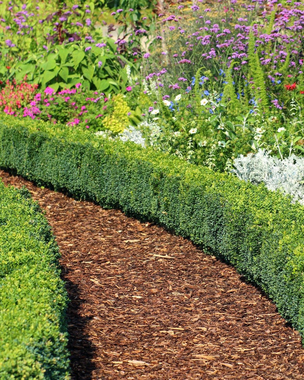 low hedge edging low hedge edging