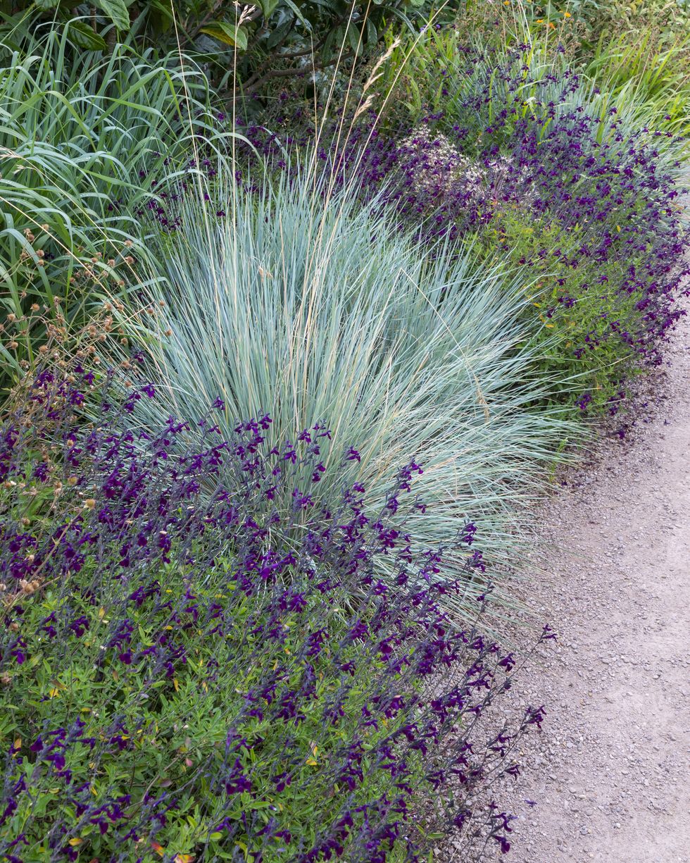 garden border of mixed planting in mid summer