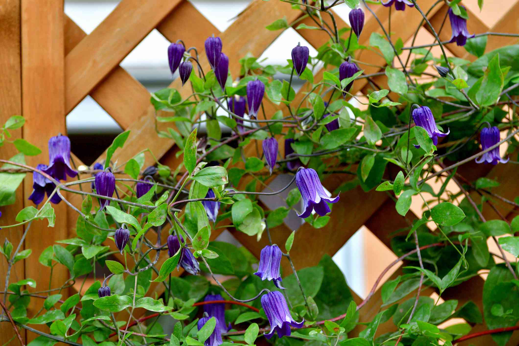 10 Fast-Rising Vines to Instantly Add Shade to Your Trellis