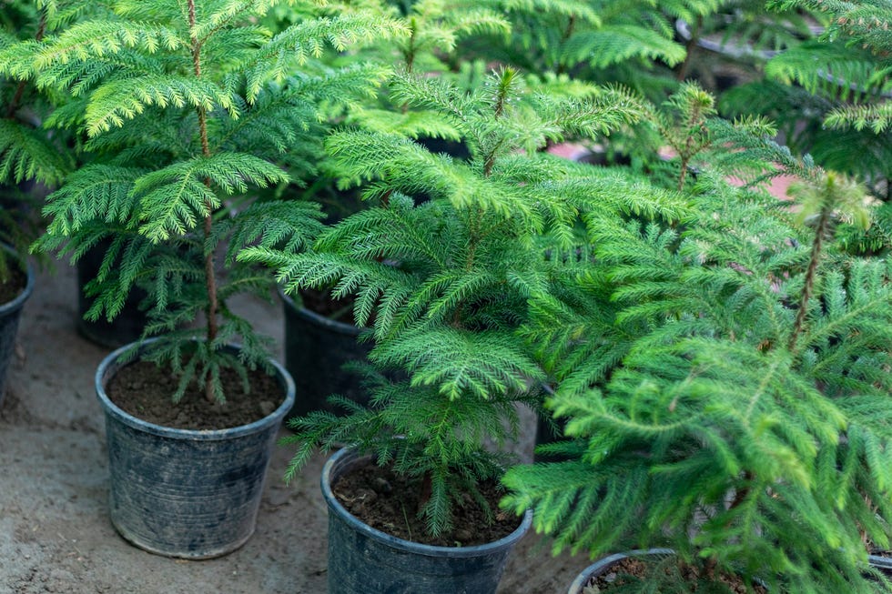 norfolk island pine