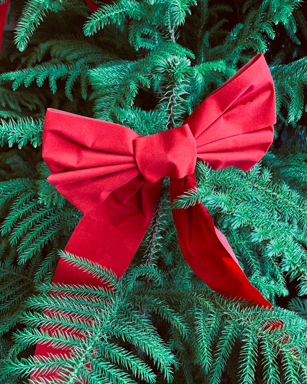 norfolk island pine