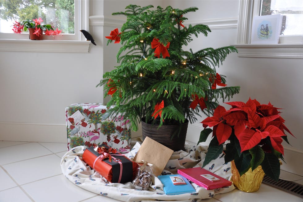 norfolk island pine plant