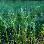 What To Know About Kentucky Bluegrass and Strategies to Care For It