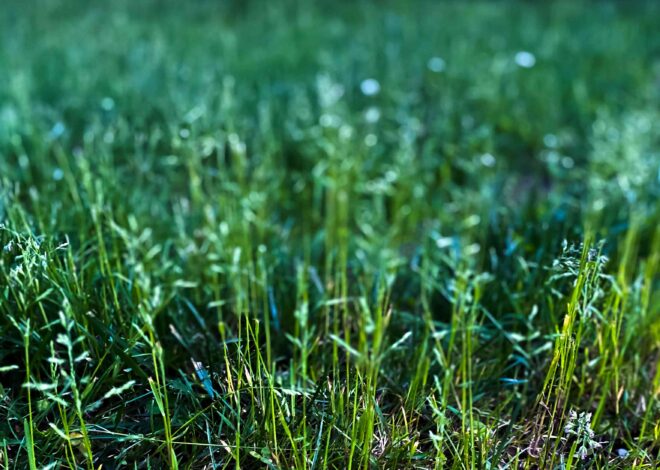 What To Know About Kentucky Bluegrass and Strategies to Care For It