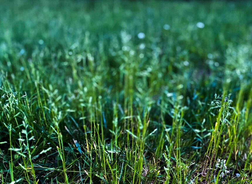 What To Know About Kentucky Bluegrass and Strategies to Care For It