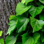 19 Types of Ivy to Develop in Your Yard