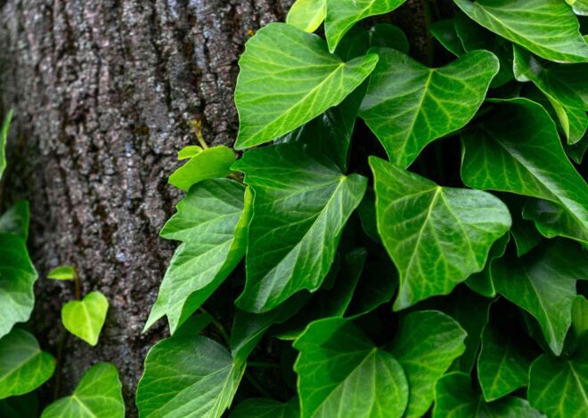 19 Types of Ivy to Develop in Your Yard