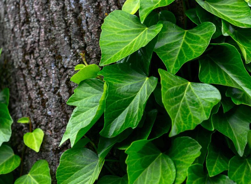 19 Types of Ivy to Develop in Your Yard