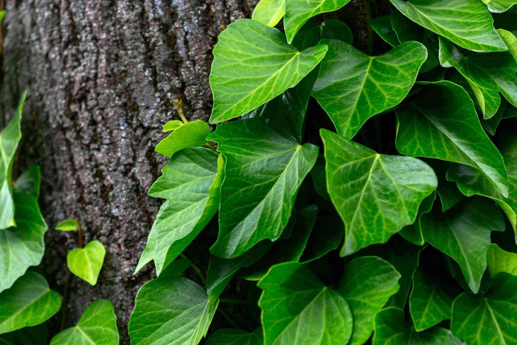 19 Types of Ivy to Develop in Your Yard