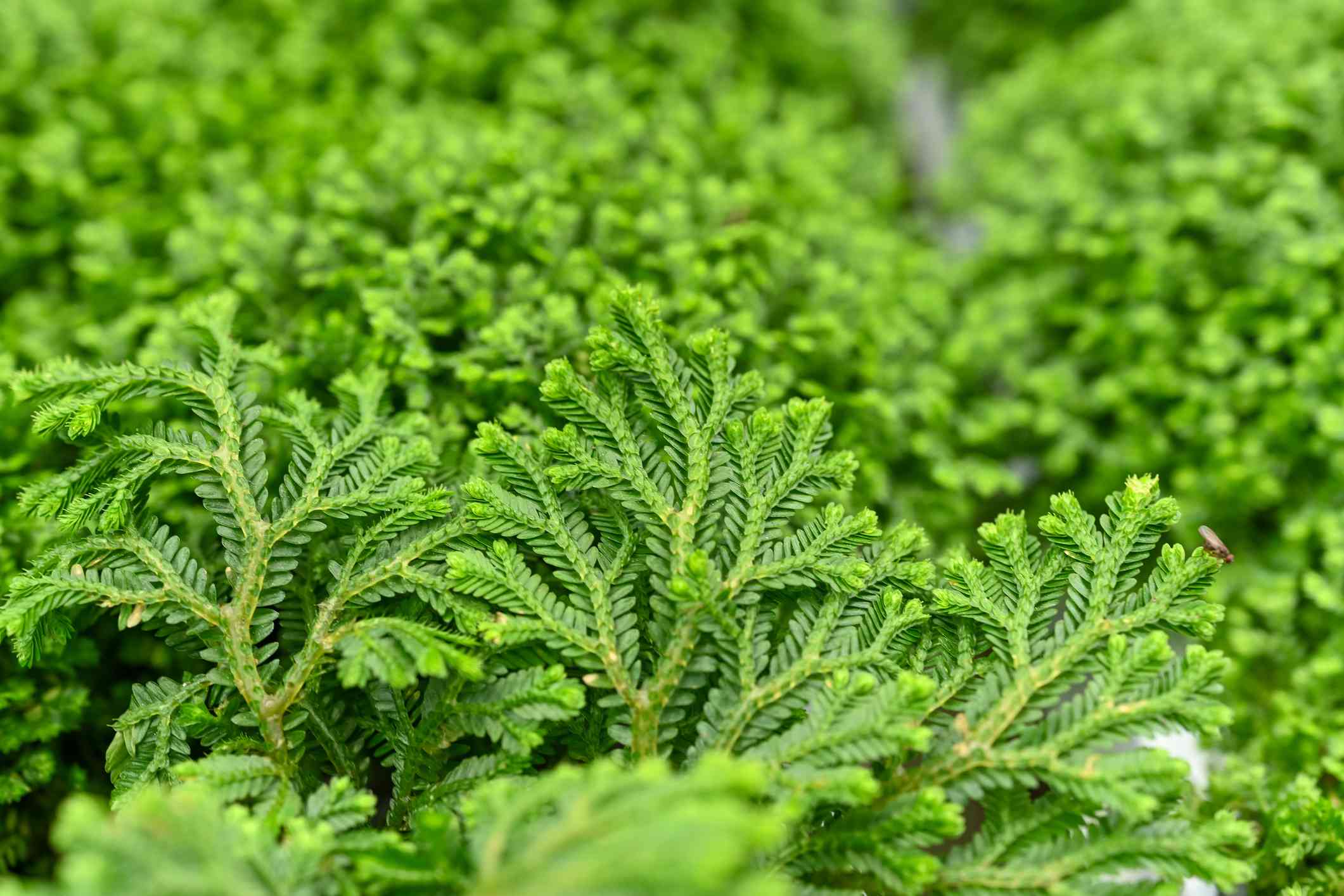 Selaginella Kraussiana Is the Easy Plant You Must Know