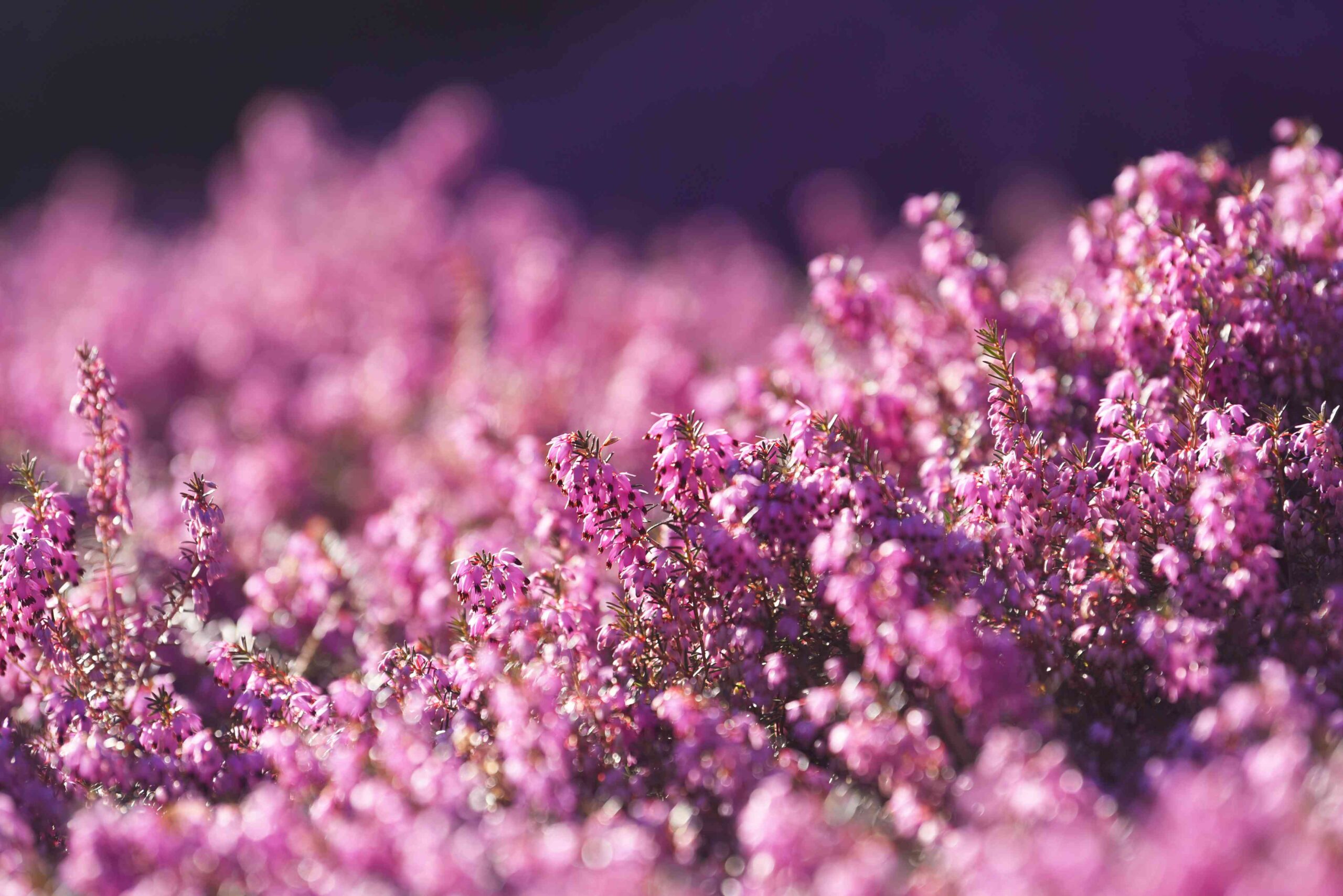 Strategies to Develop and Take care of Winter Heath (Erica Carnea)