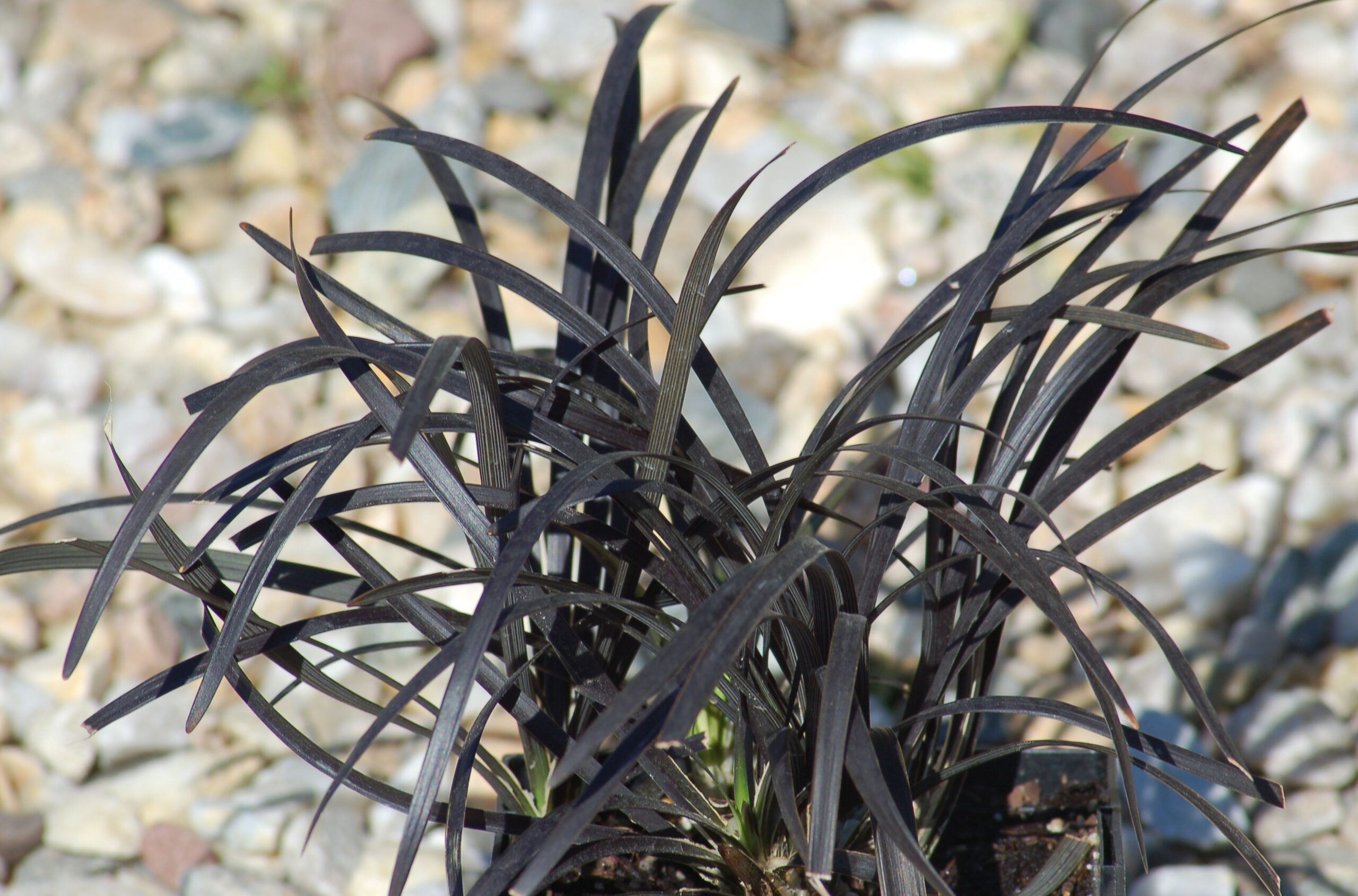 Learn to Develop and Handle Black Mondo Grass in Your Yard