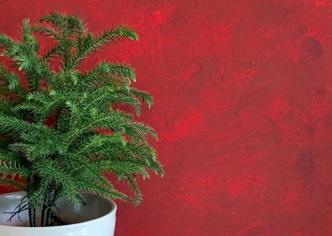 The way in which to Develop a Norfolk Island Pine: Plant Care Data