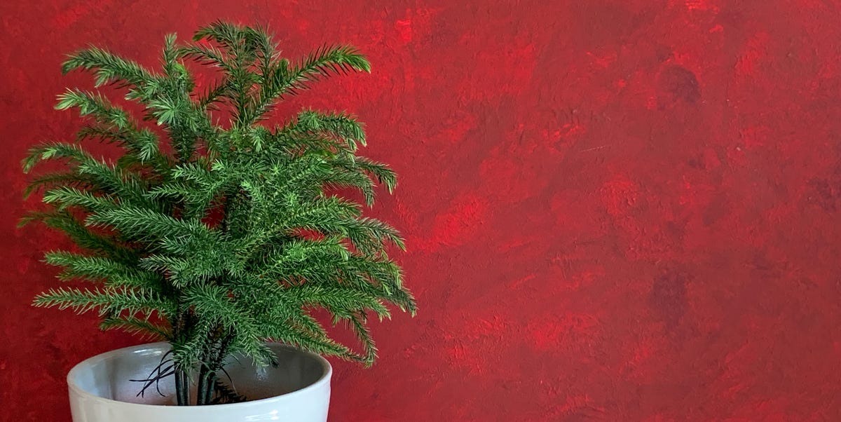 The way in which to Develop a Norfolk Island Pine: Plant Care Data