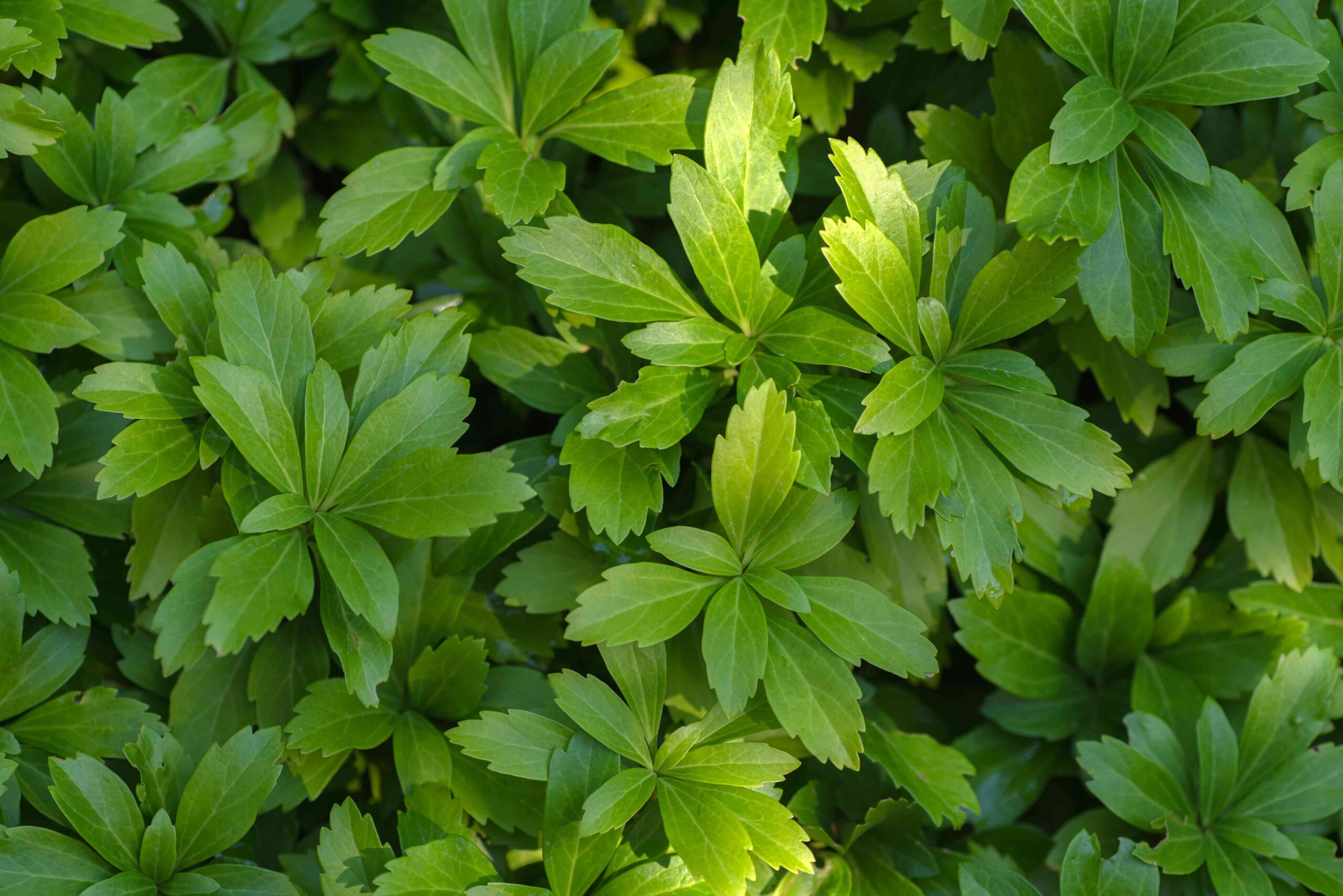 30 Most interesting Deer-Resistant Ground Cowl Perennial Crops