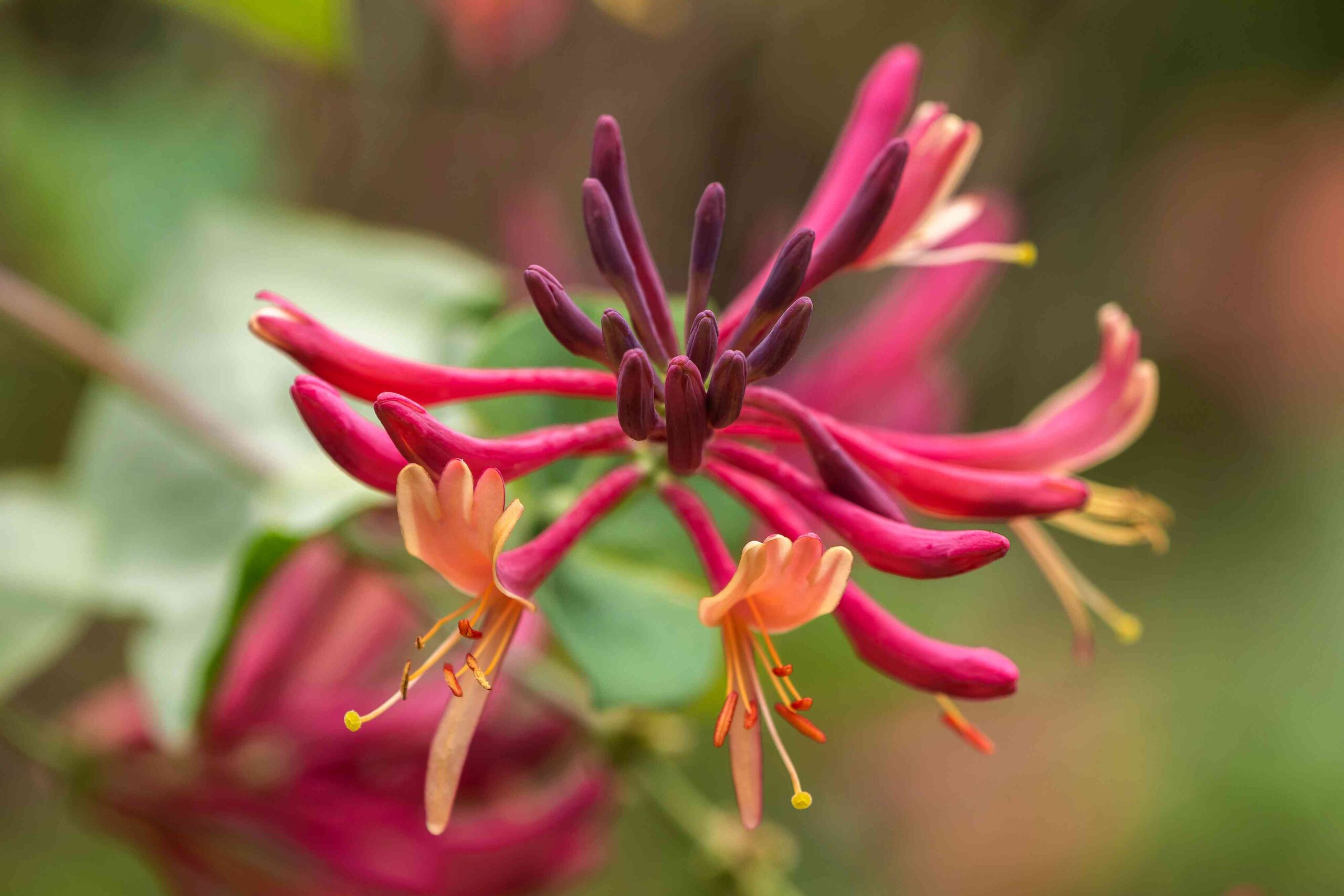 Learn how to Develop and Take care of Goldflame Honeysuckle