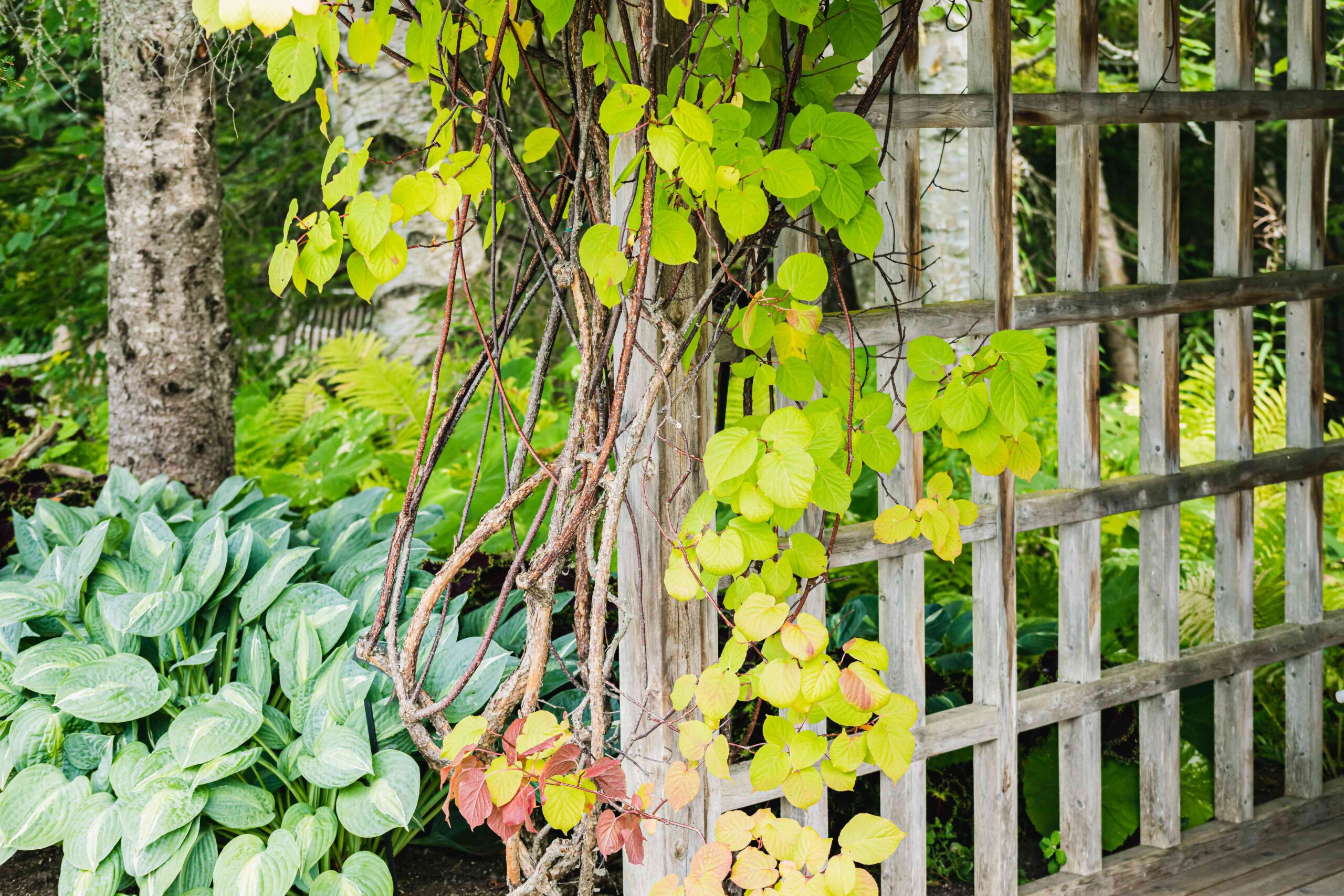 20 Best Climbing Crops Wonderful for Any Trellis, Pergola, or Fence