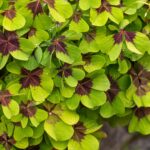 Learn the way to Develop and Handle Oxalis