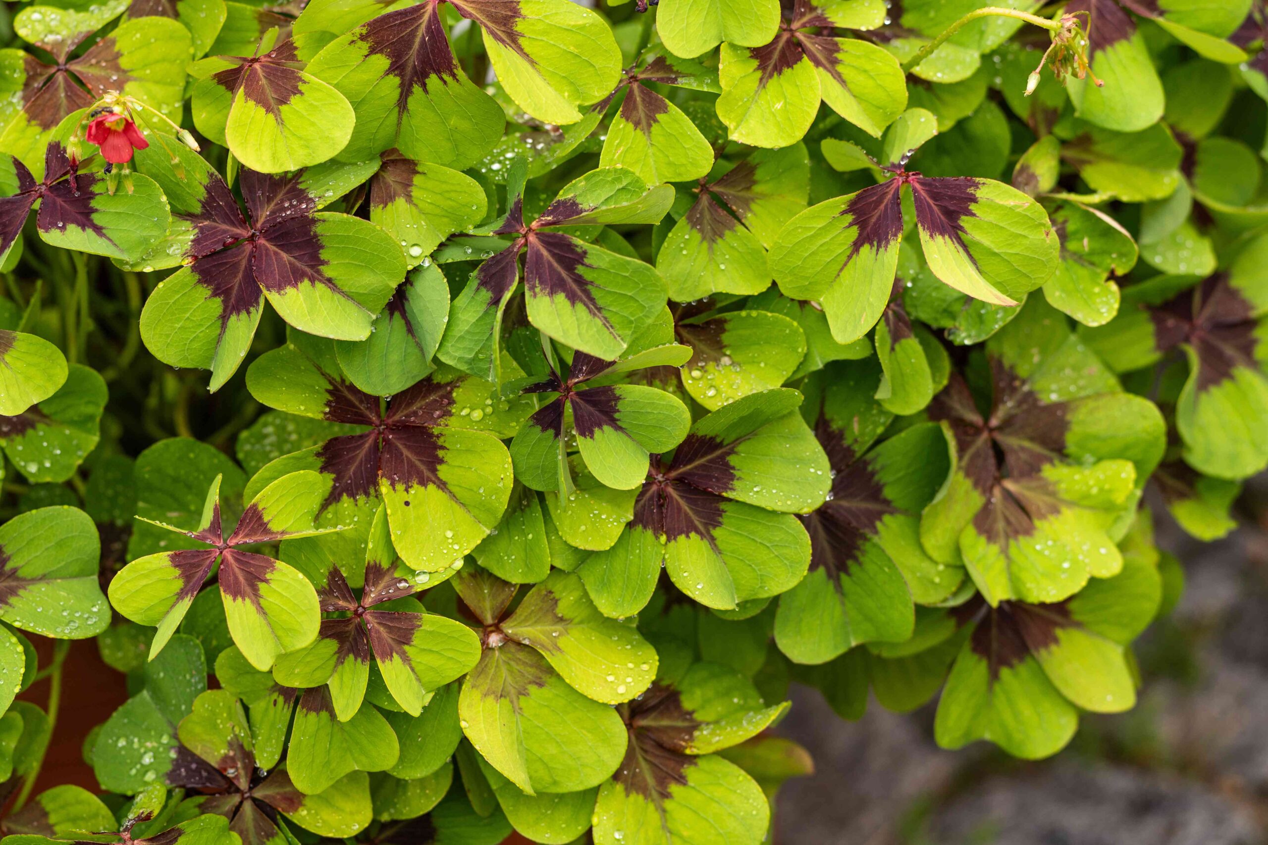 Learn the way to Develop and Handle Oxalis