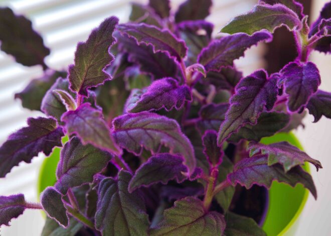 The best way to Develop and Handle Purple Passion Plant